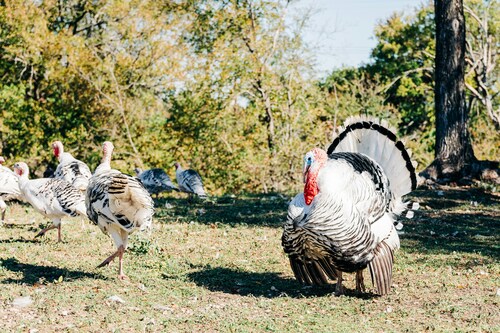 Why Southern-Style Smoked Turkey Legs Offer an Unmatched Culinary Experience